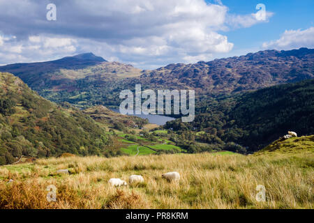 Welsh Mountain Sheep on hillside above Nant Gwynant valley and Llyn Gwynant in Snowdonia National Park. Nantgwynant, Gwynedd, North Wales, UK, Britain Stock Photo