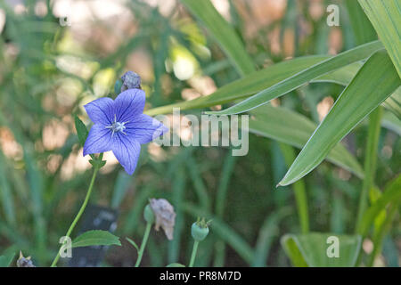 Macro of balloon flower Platycodon grandiflorus with bokeh background in soft sunlight Stock Photo