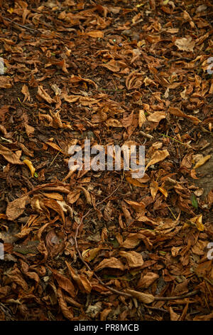 Autumnal leaves on laying on the ground. Stock Photo