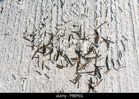 Rusty nails on a concrete floor Stock Photo