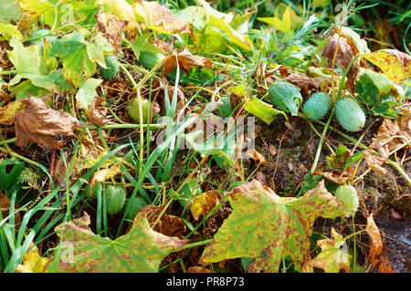 Ecballium, wild cucumber plant, annual mad cucumber plant Stock Photo