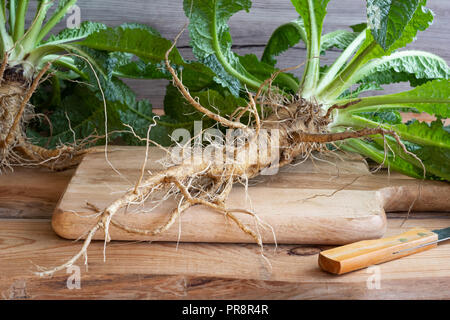 Wild teasel plant with root and first-year rosette Stock Photo