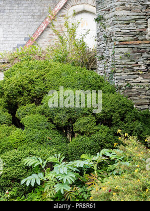 Mounded green evergreen foliage of the densely mounded Japanese cedar, Cryptomeria japonica 'Vilmoriniana' Stock Photo