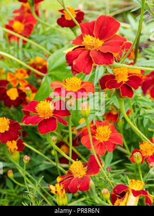 Gold rimmed red single flowers of the tall annual growing african marigold, Tagetes 'Cinnabar' Stock Photo