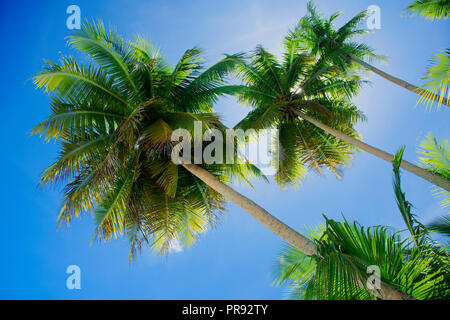 Coconut trees and blue sky, Ant Atoll, Pohnpei, Federated States of Micronesia Stock Photo