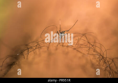 A Mosquito on Human Skin Stock Photo