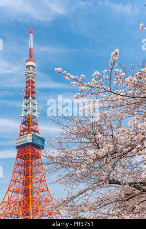 Tokyo tower and Sakura Cherry blossom in spring season at Tokyo, Japan. Stock Photo