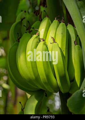Bunch of bananas closeup. Fruit still ripening on tree, green, unripe. Stock Photo