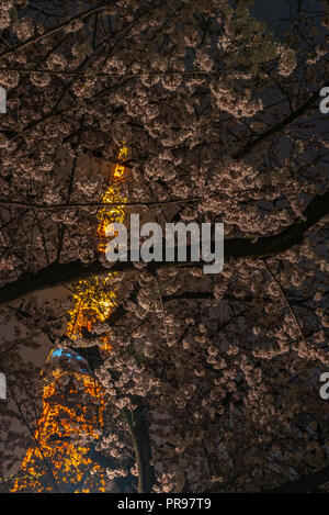 Tokyo tower and Sakura Cherry blossom in spring season at Tokyo, Japan. Stock Photo