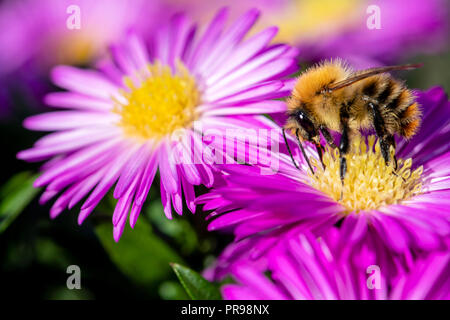 Pink Aster flowers attracting bees to feed, UK. Common carder bee - Bombus pascuorum. Bee feeding on a pink flower. Bumblebee. Stock Photo