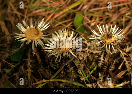 Dry silver thistles in late fall in the european Alps. Stock Photo