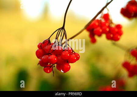 Viburnum opulus berries in fall colours. Stock Photo