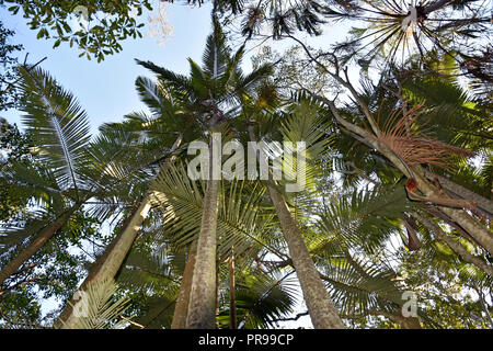 AUSTRALIAN NATIVE PALM TREES Stock Photo