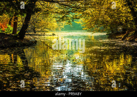 Little pond vibrantly colored by autumn leaves in Monza, Italy Stock Photo