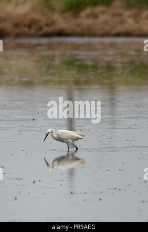 Great white heron in a rice field Stock Photo
