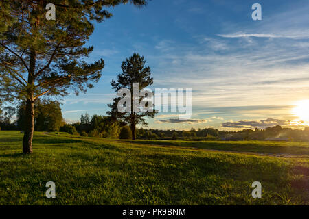 Peaceful evening sky clouds and lonely pines in a scenic landscape Stock Photo