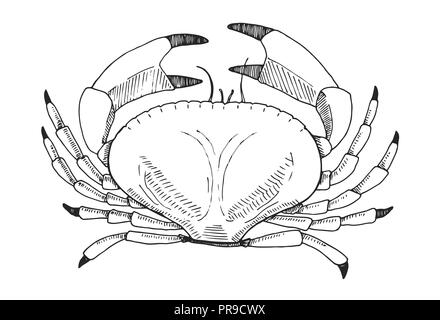 Hand drawn crab. Vector illustration in sketch style Stock Vector