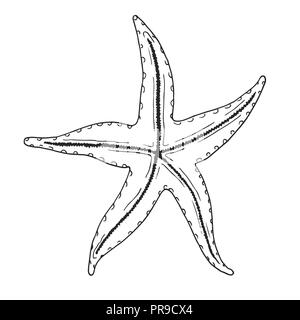 How to Draw a Starfish