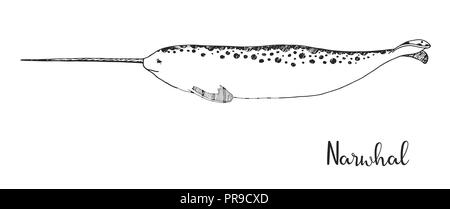 Hand drawn narwhal. Vector illustration in sketch style Stock Vector