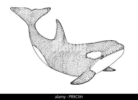 Draw a Killer Whale by Diana-Huang on DeviantArt