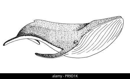 Sketch of a whale isolated on white background. Vector illustration Stock Vector