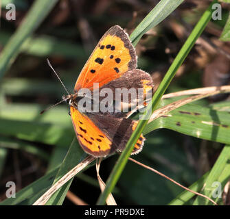 Small Copper Butterfly (Lycaena phlaeas) sitting on a plant stem Stock Photo