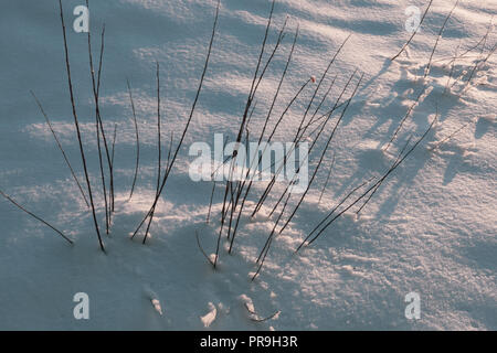 dry frozen plant sticks out from under snowdrifts of fresh snow in the winter season, in a shadow of setting sun, sunrise, sunset. Stock Photo