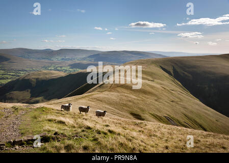 Sheep grazing on The Howgill Fells rear Sedbergh, Yorkshire Dales National Park, UK. Stock Photo