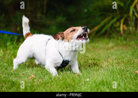Angry dog aggressively barking and defending his territory Stock Photo