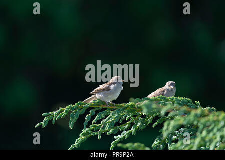 Two Fledgling Tree Sparrows Perch on a Branch, Waiting to be Fed. Stock Photo