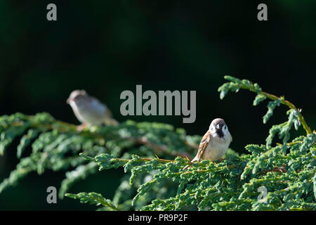 An Adult Tree Sparrow Sits on a Tree Branch Stock Photo