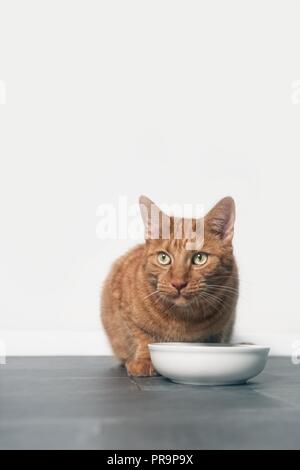 Cute ginger cat sit beside a food bowl and looking to the camera. vertical format with copy space. Stock Photo