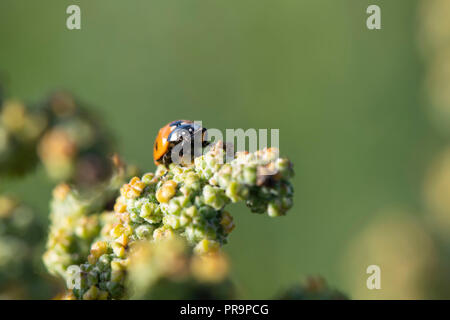 A 7-spot Ladybird (Coccinella 7-punctata) Feeds on the Fruit of White Goosefoot (Chenopodium Album) Stock Photo