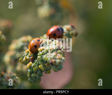 7-spot Ladybirds (Coccinella 7-punctata) Feeding on the Fruit of White Goosefoot (Chenopodium Album) Stock Photo