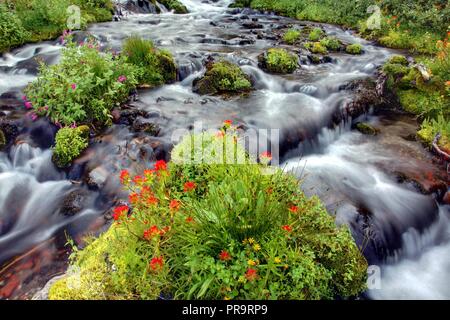 Indian Paintbrush and Monkey Flowers in a Cascading Stream Near Bend Oregon Stock Photo