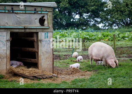 Lower Trevaskis Farm, Gwinear Rd, Hayle west Cornwall, farm shop and fruit picking. Pigs and piglets feeding of mother Stock Photo