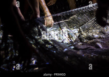 fresh fish in fishing net Stock Photo