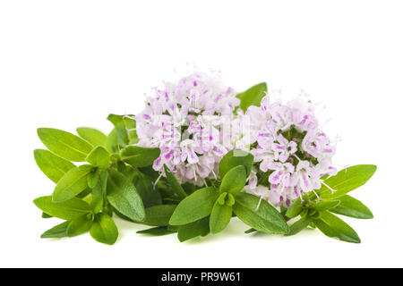 thyme flowers isolated on white background Stock Photo
