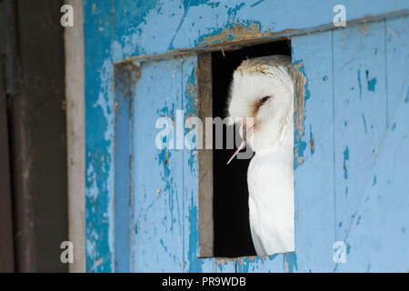 Barn Owl (Tyto alba) adult, swallowing vole, looking out of barn door, West Yorkshire, England, September(captive bird) Stock Photo