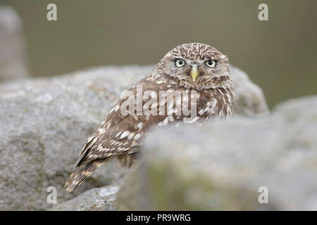 Little Owl (Athene noctua) adult, perched on stone wall, West Yorkshire, England, April (captive bird) Stock Photo