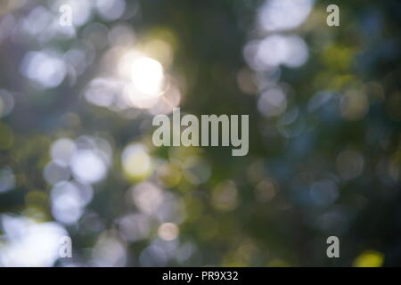 lens blur through leaves Stock Photo - Alamy