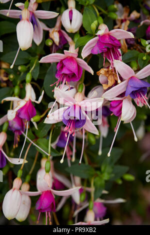 Fuchsia - La Campanella at Tatton park Flower Show Stock Photo