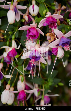 Fuchsia - La Campanella at Tatton park Flower Show Stock Photo
