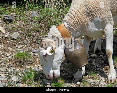 Sheep collar outlet with bell