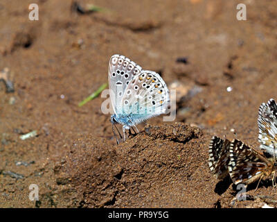 Common Blue Butterfly feeding on salts in rich mud with Grizzled skipper butterflies (Pyrgus malvae) in the Ariège Pyrénées, France Stock Photo