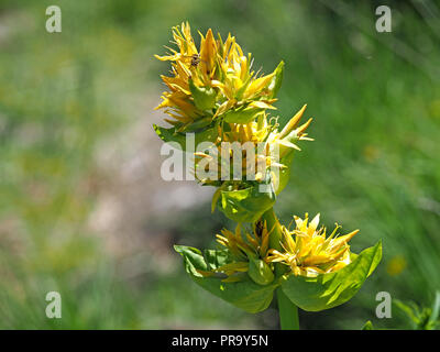 small hoverflies among flowers of Great Yellow Gentian / 'bitter root', / 'bitterwort' (Gentiana lutea) in the Ariège Pyrénées, France Stock Photo