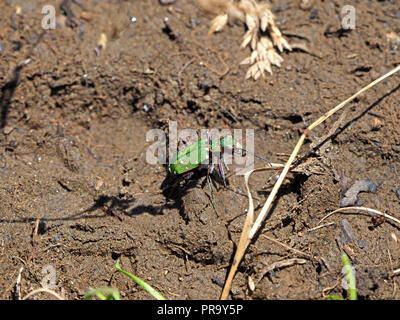 iridescent Green tiger beetle (Cicindela campestris) hunting on the ground amongst dried grass stalks in the Ariège Pyrénées, France Stock Photo