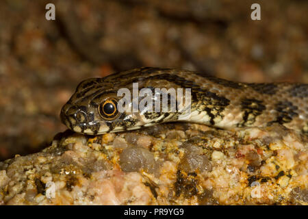 Viperine Snake. Natrix maura. Single juvenile snake. Sardinia. Italy Stock Photo