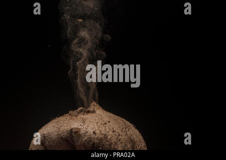 Puffball mushrooms releasing their spores in a cloud with a black background to emphasize details.  Photographed in Southern Wisconsin, USA. Stock Photo