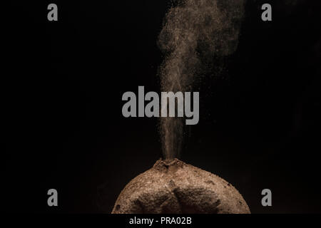 Puffball mushrooms releasing their spores in a cloud with a black background to emphasize details.  Photographed in Southern Wisconsin, USA. Stock Photo